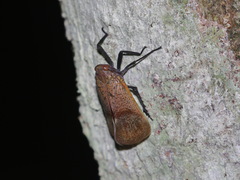 Scamandra
