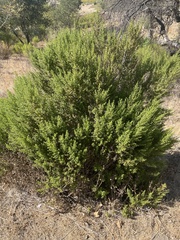 Baccharis pilularis
