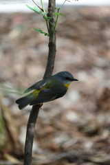 Eopsaltria australis