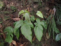 Tectaria polymorpha