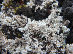 Stereocaulon