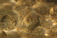 Anodonta