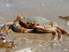 Liocarcinus holsatus