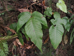 Tectaria polymorpha