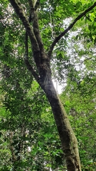 Dendrobium teretifolium