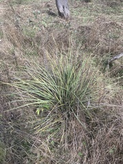 Lomandra multiflora
