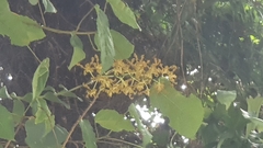 Dendrobium discolor