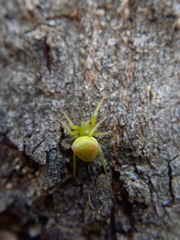 Araneus circulissparsus