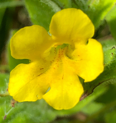 Erythranthe moschata