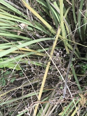 Lomandra multiflora