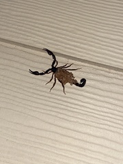 Pseudouroctonus reddelli