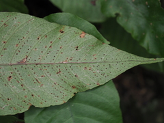 Tectaria polymorpha