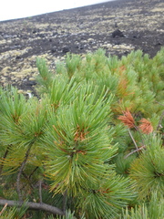 Pinus pumila