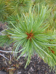 Pinus pumila