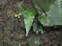 Leptochilus ellipticus