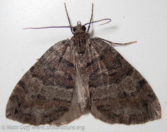 Hydriomena furcata