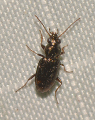 Bembidion