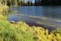 Sparganium angustifolium