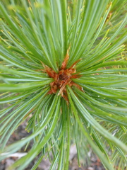 Pinus pumila