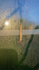 Deroceras reticulatum