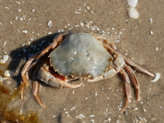 Liocarcinus holsatus