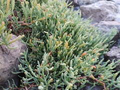Salicornia pacifica