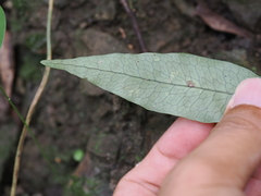 Leptochilus ellipticus