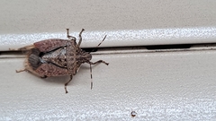 Halyomorpha halys