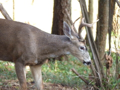 Odocoileus hemionus columbianus