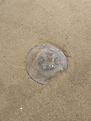 Rhizostoma pulmo
