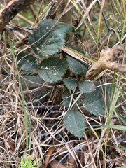 Rubus fruticosus