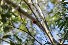 Myzomela sanguinolenta