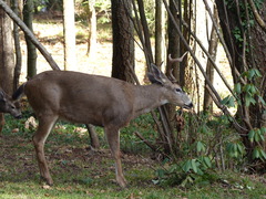 Odocoileus hemionus columbianus