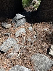 Thamnophis elegans elegans