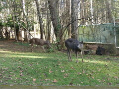 Odocoileus hemionus columbianus