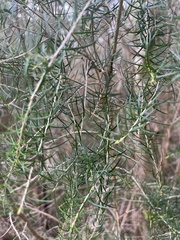 Melaleuca ericifolia