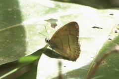 Euptychiina