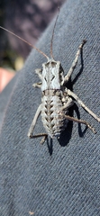 Austrosaginae