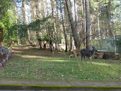 Odocoileus hemionus columbianus