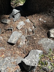 Thamnophis elegans elegans