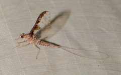 Callibaetis