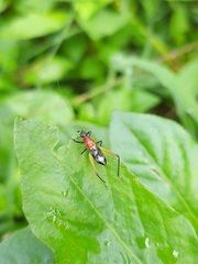 Homoeoxipha lycoides