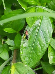 Homoeoxipha lycoides