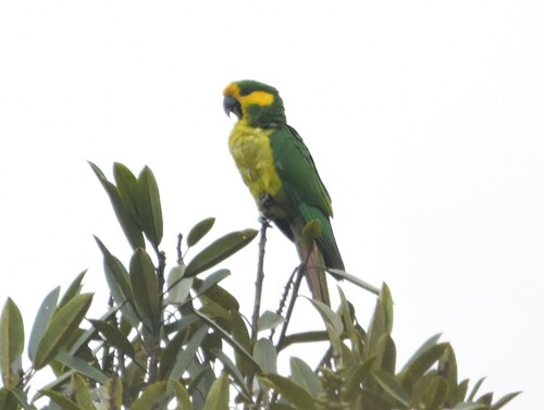 Yellow-eared Parrot (Ognorhynchus icterotis), photo 10