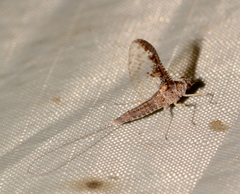 Callibaetis
