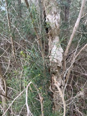 Melaleuca ericifolia