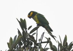 Ognorhynchus icterotis