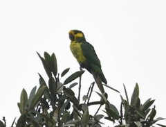 Ognorhynchus icterotis