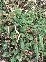 Sanguisorba minor