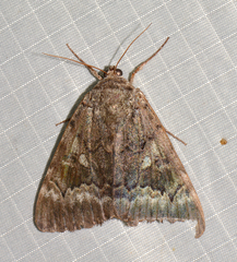 Catocala epione